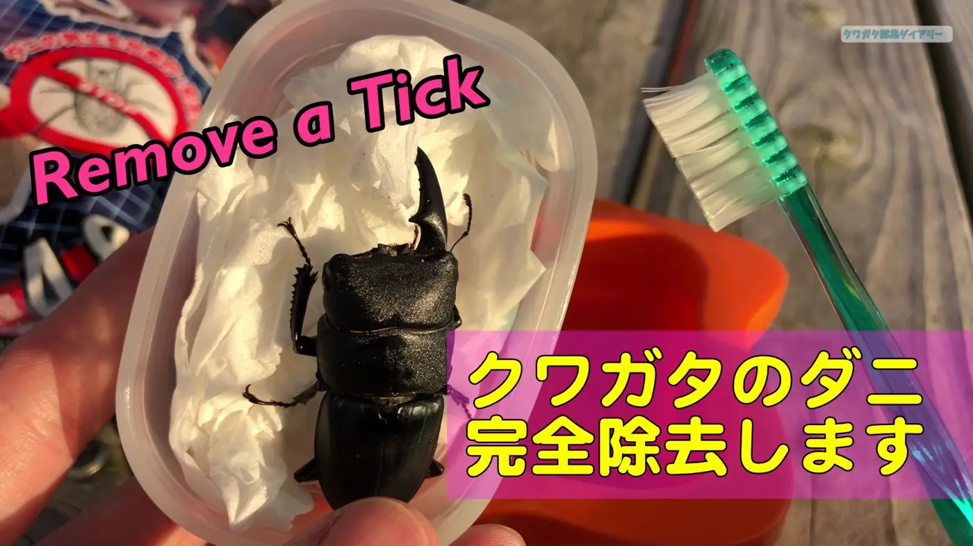 ヒラタクワガタに湧いた大量のダニを除去しよう クワガタ採集ダイアリー