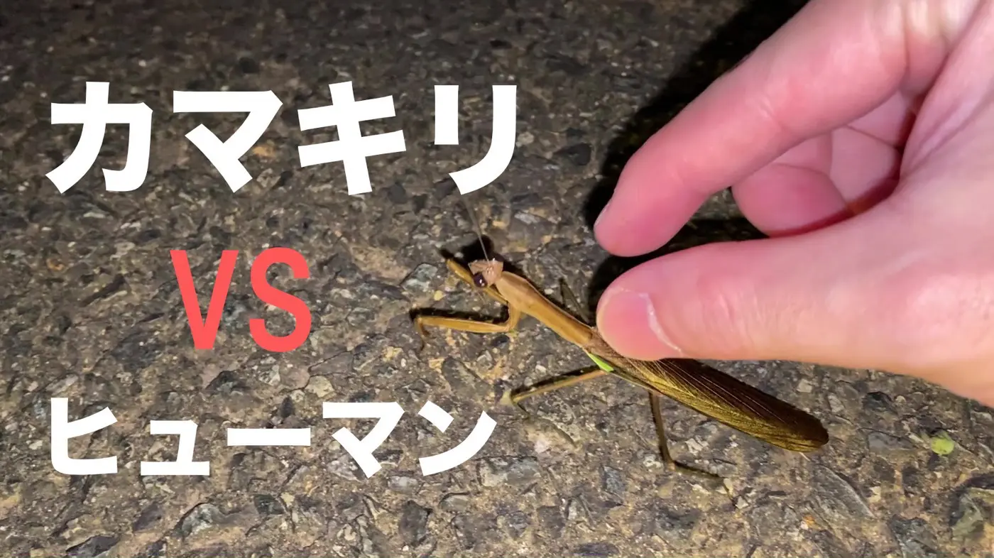 大人がカマキリの手づかみに挑戦する クワガタ採集ダイアリー