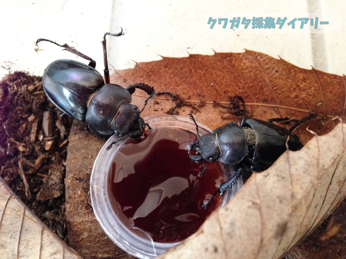 Insectjelly