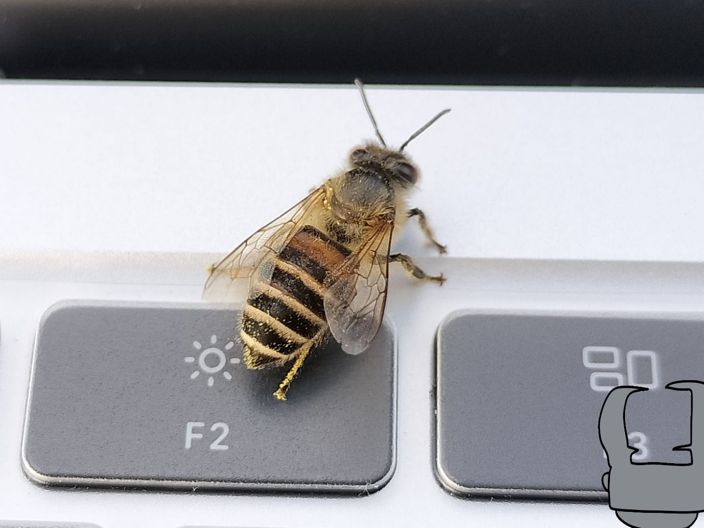 Honeybee mitsubachi 01