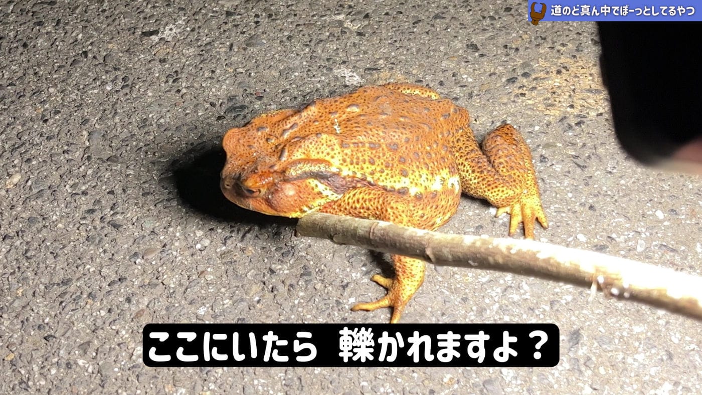 Hikigaeru toad jp 02