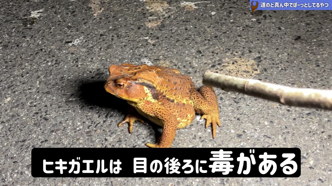Hikigaeru toad jp 05