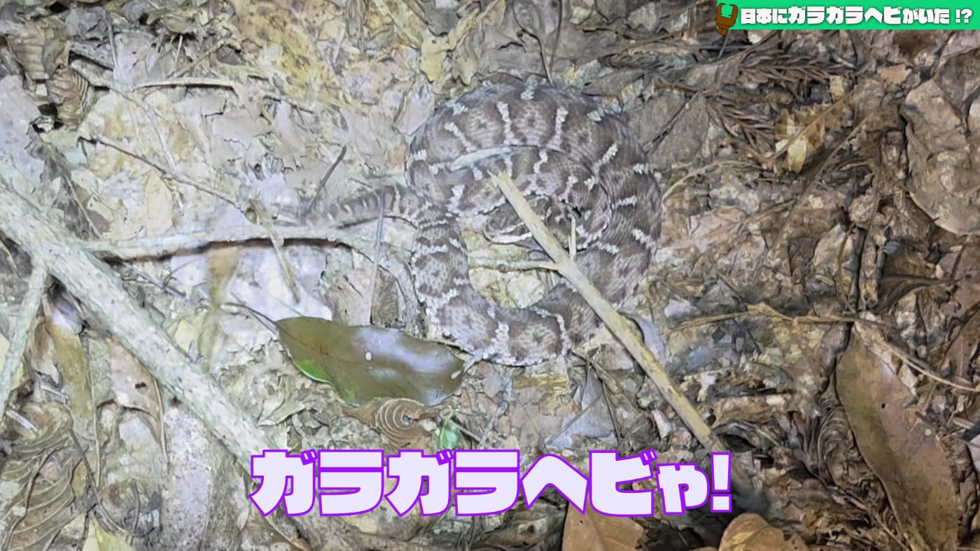 Japan rattlesnake