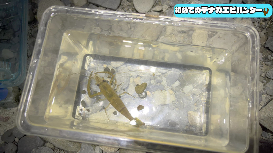 Tenagaebi Freshwater Prawn hunt 4