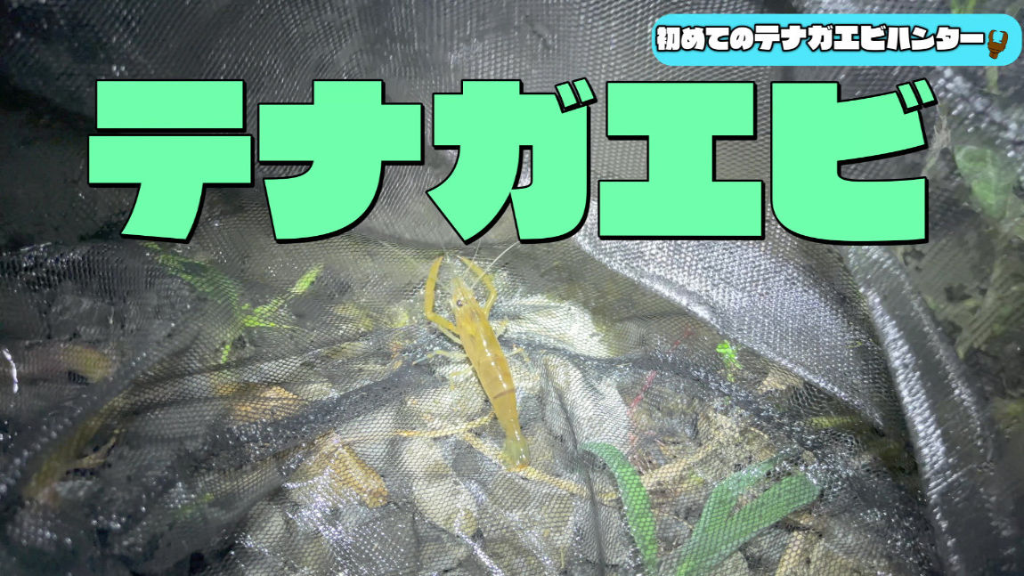 ワンハンド網でドブ川の宝物！初めてのテナガエビ捕獲