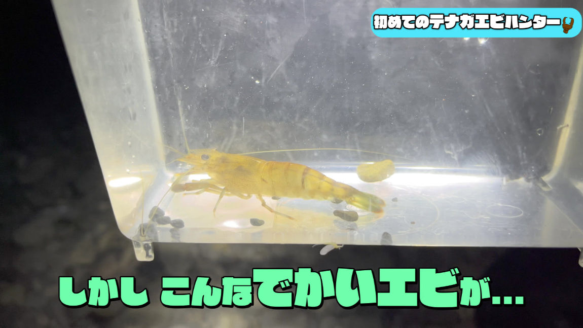 Tenagaebi Freshwater Prawn hunt 7