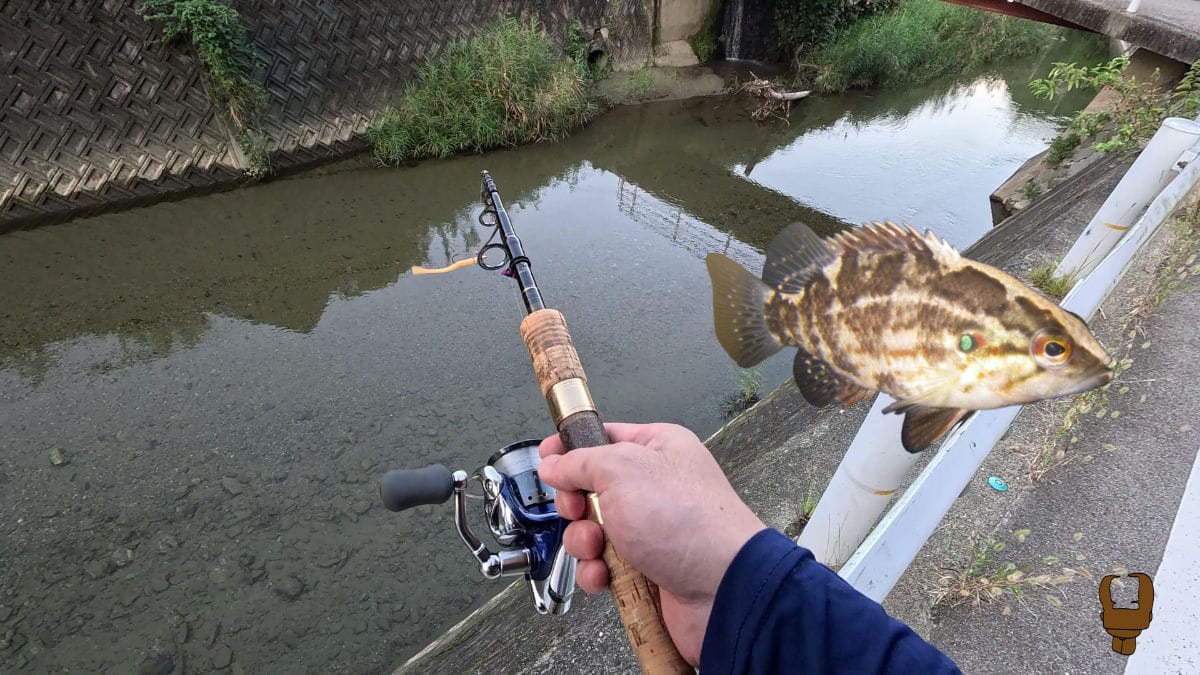 和歌山に定着したカッコイイ魚オヤニラミを探す下見に行ってきた