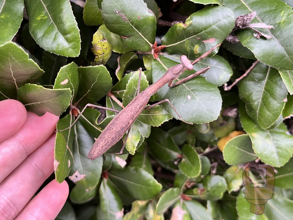 Kokamakiri japaneseminimantis 2