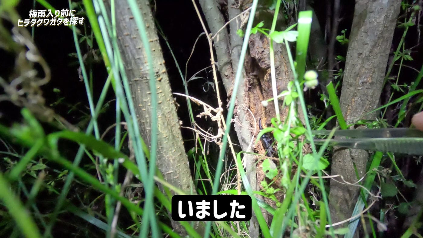 5gatsutuyuirimaenikuwagata 2