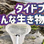 海のタイドプール（潮溜まり）取り残された生き物たちを捕まえたい