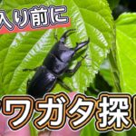 5月の梅雨入り前にヒラタクワガタ探索