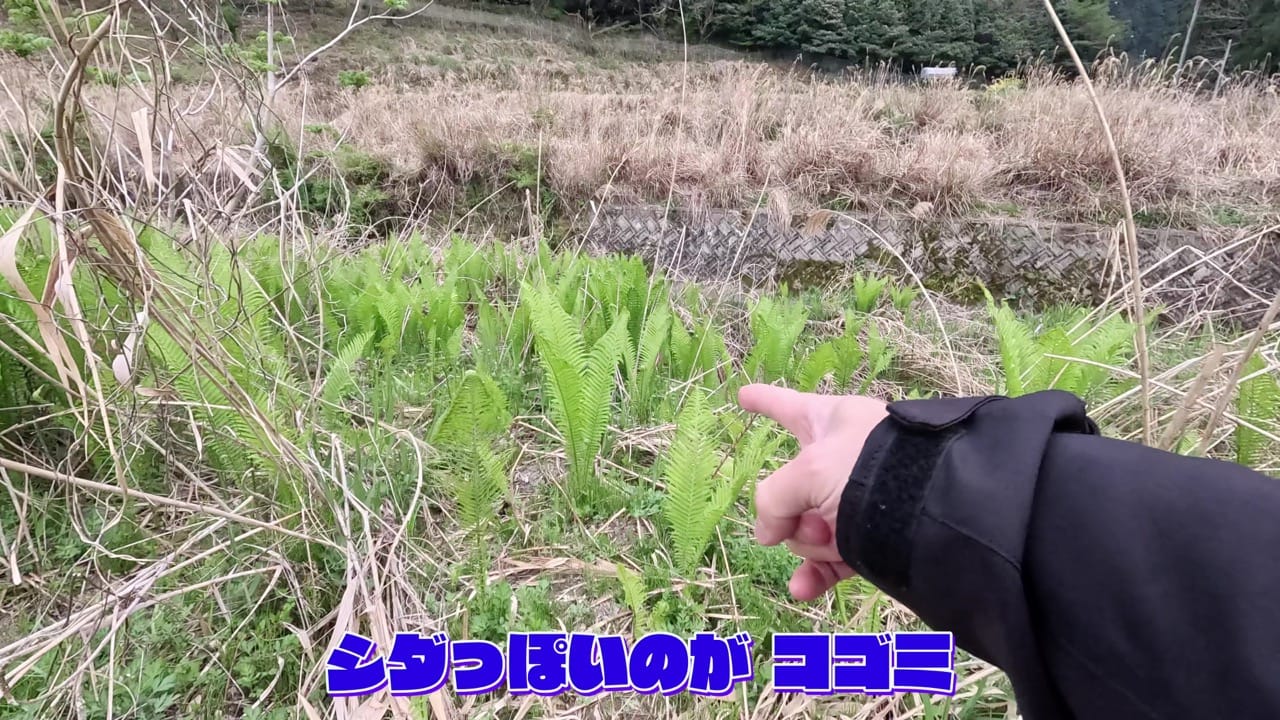 Kogomi sansai 2