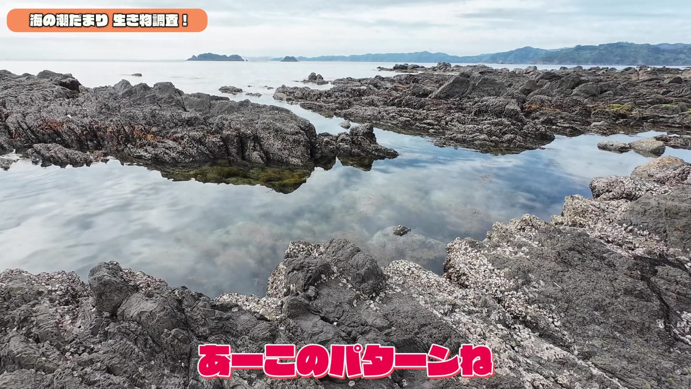 Oceantidepools searching 5
