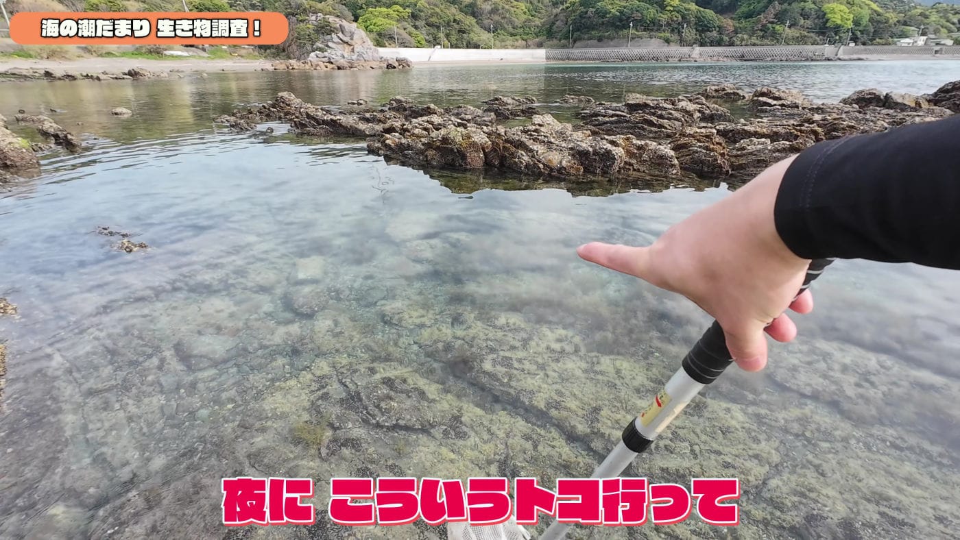 Oceantidepools searching 6