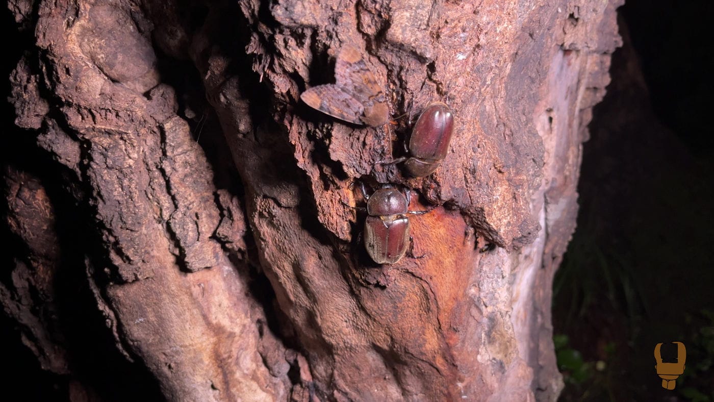 草木も眠る丑三つ時にカブトムシのお嫁さん探しをしたら♂が喜びすぎた